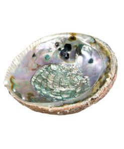 abalone shell medium