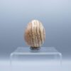Aragonite Egg