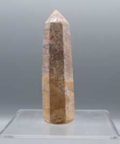 Fossilized Coral