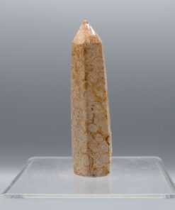 Fossilized Coral