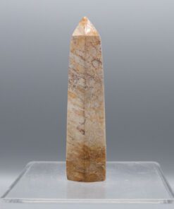 Fossilized Coral