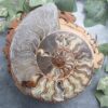 Ammonite Slab