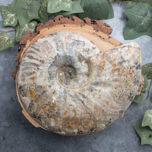 Ammonite Slab - Image 3