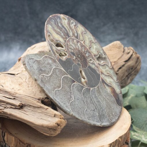 Ammonite Slab - Image 2