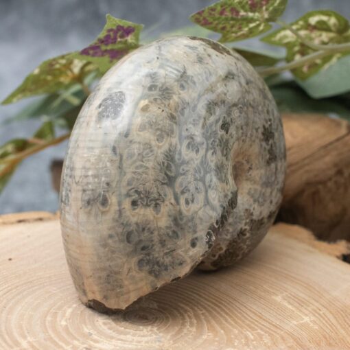 Large Whole Ammonite - Image 3