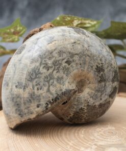 Large Whole Ammonite