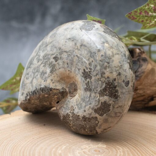 Large Whole Ammonite - Image 2
