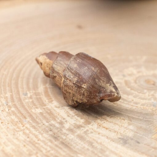 Fossilized Shell - Image 2