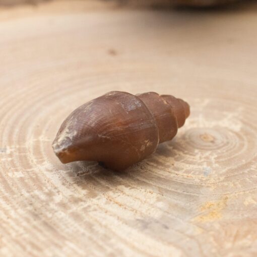 Fossilized Shell