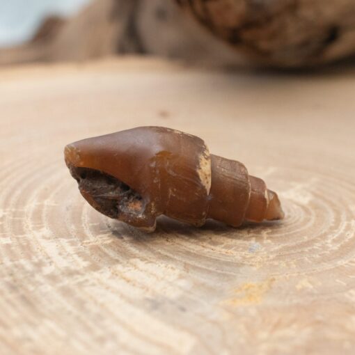 Fossilized Shell - Image 3