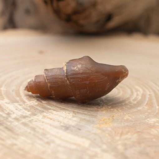 Fossilized Shell - Image 4