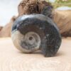 Whole Ammonite