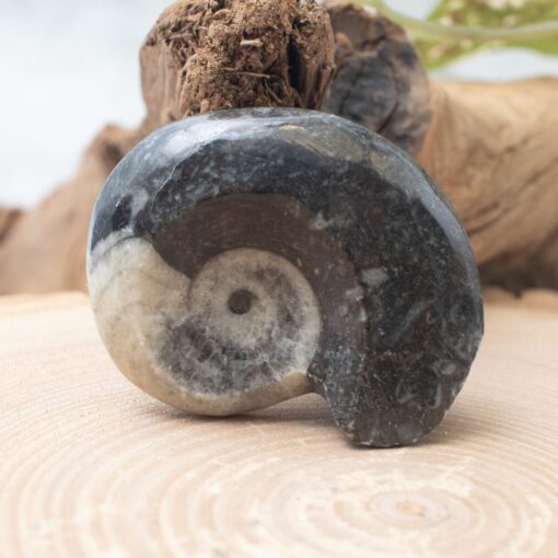 Whole Ammonite