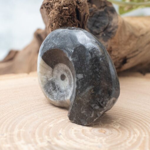 Whole Ammonite - Image 2