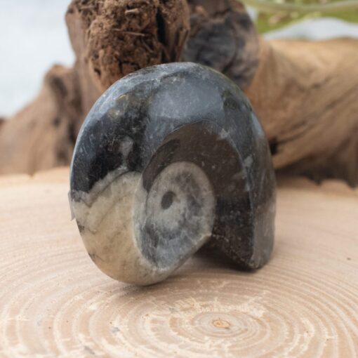 Whole Ammonite - Image 3