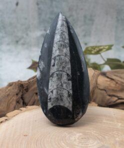Orthoceras
