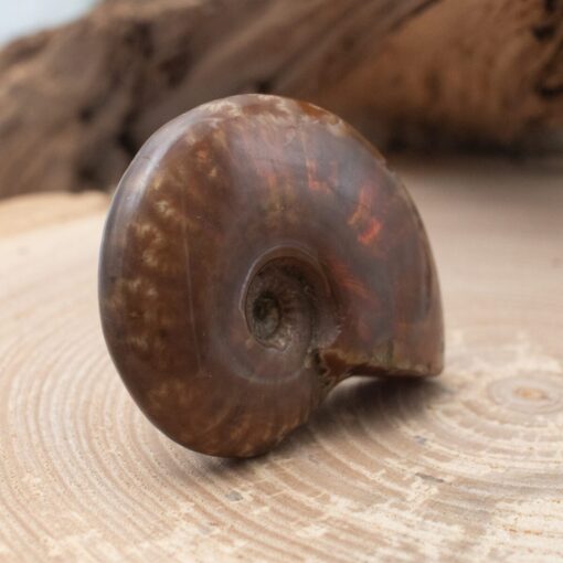 Whole Rainbow Ammonite - Image 2