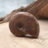 Whole Rainbow Ammonite