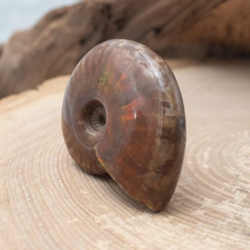 Whole Rainbow Ammonite - Image 3