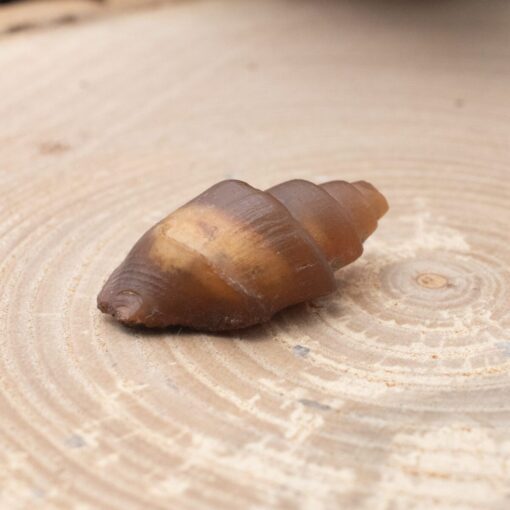 Fossilized Shell