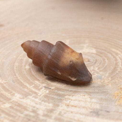 Fossilized Shell - Image 2