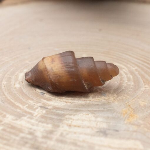 Fossilized Shell - Image 3