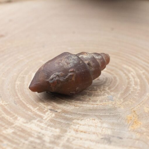 Fossilized Shell - Image 3