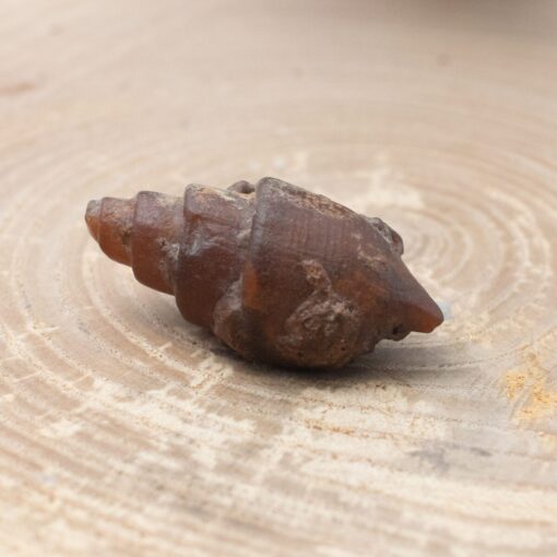 Fossilized Shell - Image 2