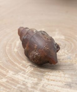Fossilized Shell