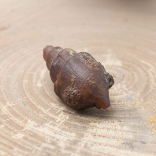 Fossilized Shell