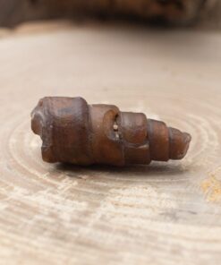 Fossilized Shell