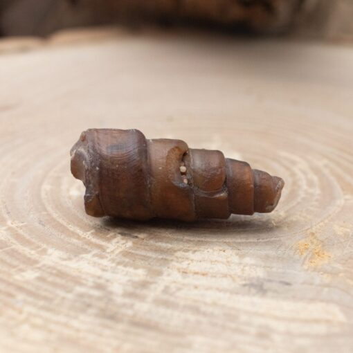 Fossilized Shell