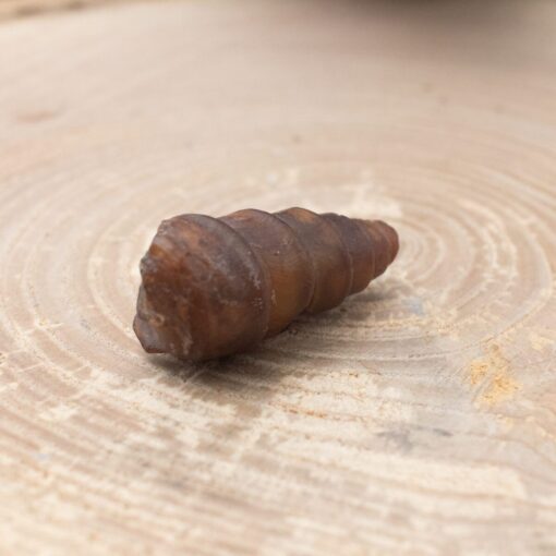 Fossilized Shell - Image 2