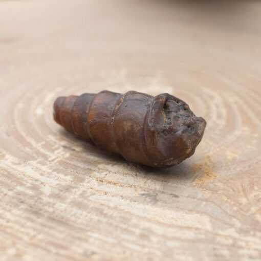 Fossilized Shell - Image 3