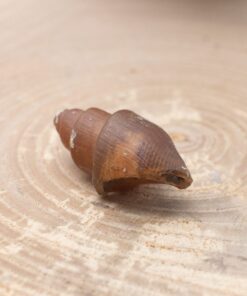 Fossilized Shell