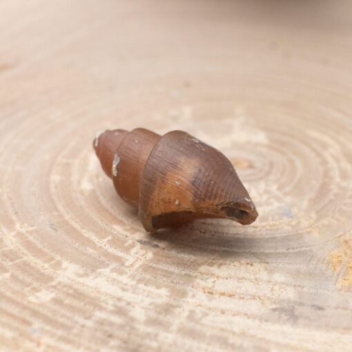 Fossilized Shell