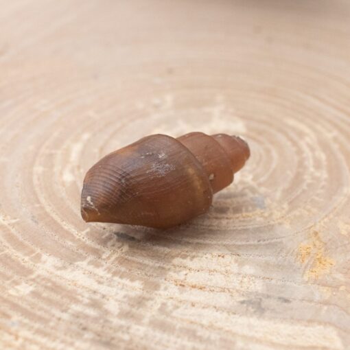 Fossilized Shell - Image 2