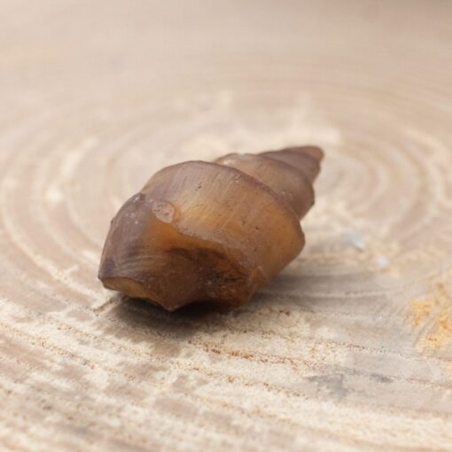 Fossilized Shell
