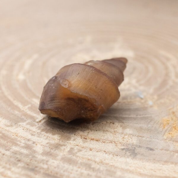 Fossilized Shell
