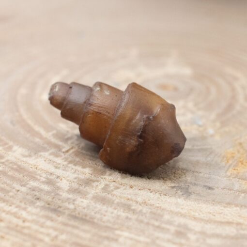 Fossilized Shell - Image 2