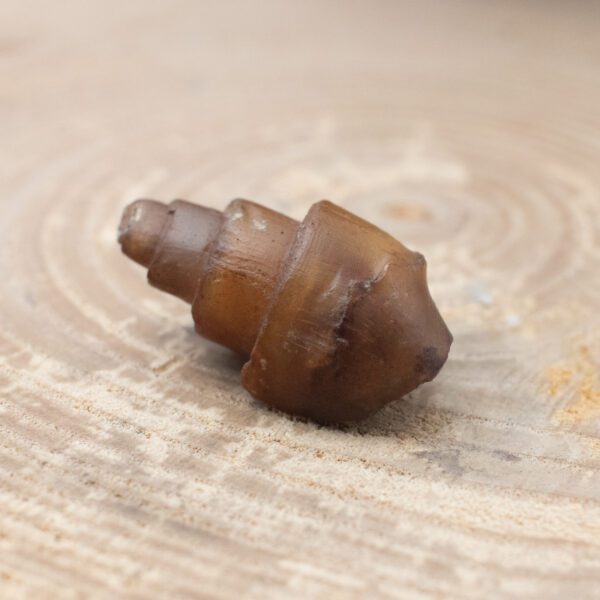 Fossilized Shell - Image 2