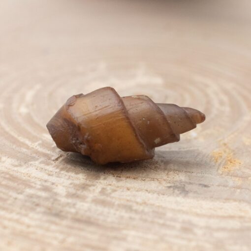 Fossilized Shell - Image 3
