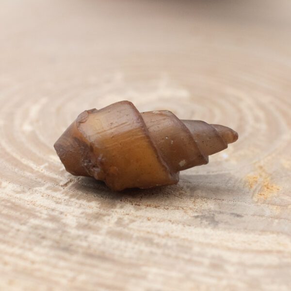 Fossilized Shell - Image 3