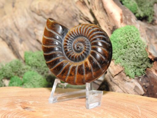 Tiger Eye Ammonite Carving - Image 2