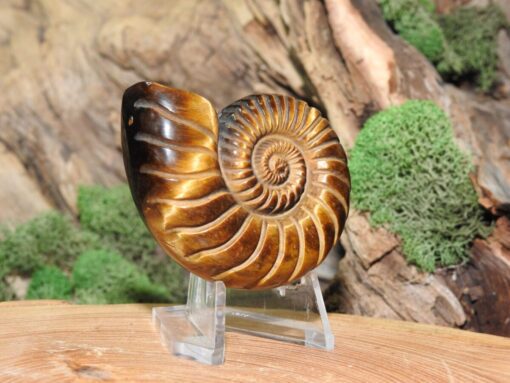 Tiger Eye Ammonite Carving