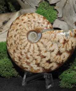Ammonite Fossil