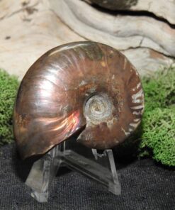 Rainbow Ammonite Fossil