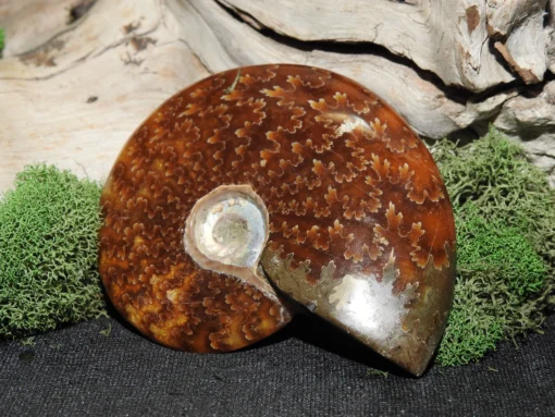 Ammonite Fossil - Image 4