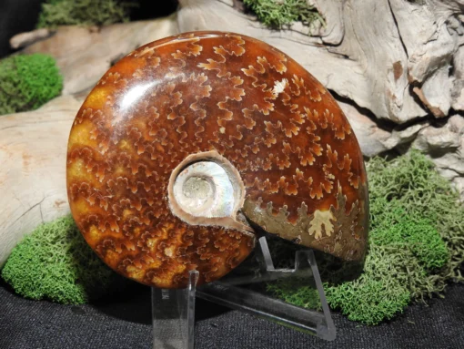 Ammonite Fossil - Image 3