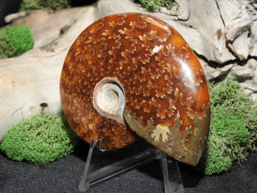 Ammonite Fossil - Image 2